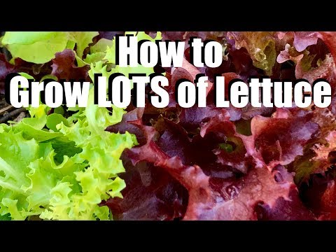 How to Grow LOTS of Lettuce - 4 Tips // Spring Garden Series #4