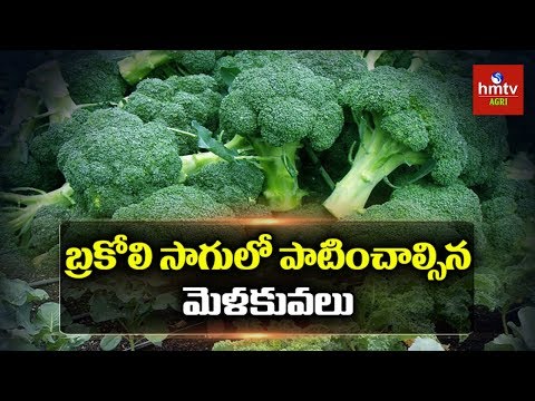 Broccoli Cultivation Guide For Beginners |  | hmtv Agri