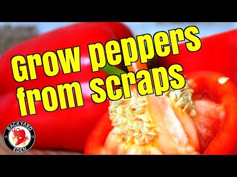 How to plant fresh bell pepper seeds