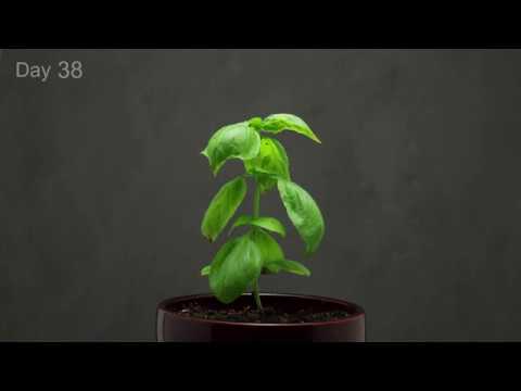 ?? Growing Basil Time Lapse - 40 days in 1 minute.