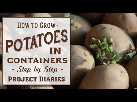 ? How to: Grow Potatoes in Containers (Step by Step Guide)