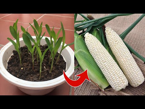 How to grow corn at home