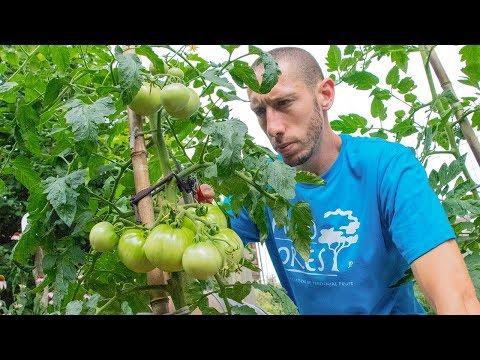 Grow Tomatoes NOT Leaves | How to Prune Tomato Plants for LOTS of Fruit
