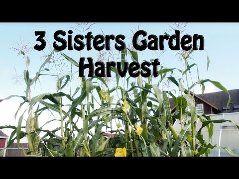 3 Sisters Harvest