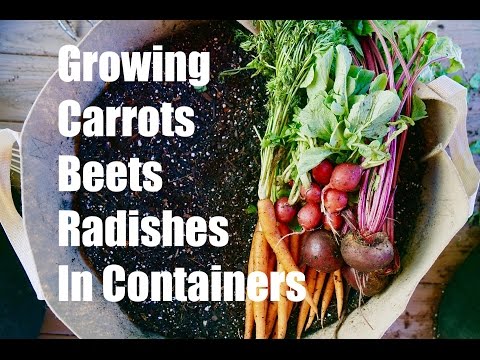 Growing Your Fall Garden # 3 - Growing Root Vegetables in Containers - Carrots, Radishes and Beets