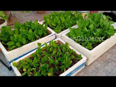 How to Grow Spinach in Pot or Container