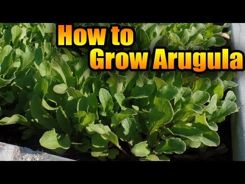 How to grow Arugula
