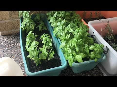 Growing Basil