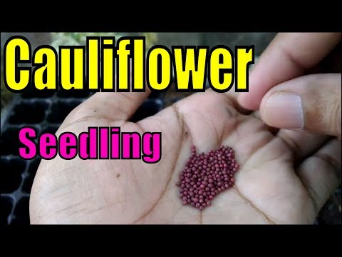 How to Grow Cauliflower From Seeds | Seedling to Transplanting | Part-1 (Urdu/hindi)