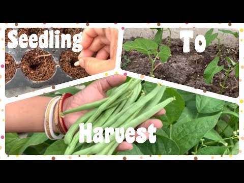 How To Grow Organic French Beans At Home Garden