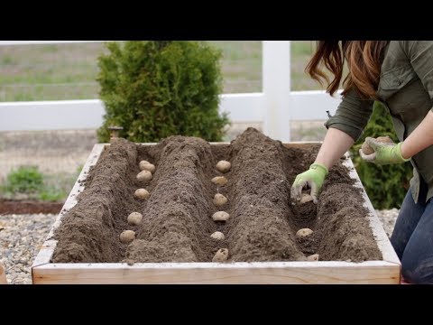 How to Plant Potatoes! ???? // Garden Answer