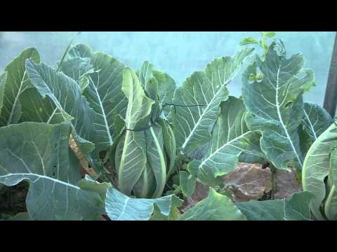 Garden Tutorials - How to Grow Cauliflower