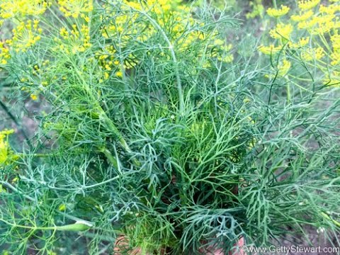 How and When to Harvest Dill