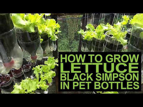 Paano Ang Pagtatanim Ng Lettuce Black Simpson Sa PET Bottle I How To Grow Lettuce Black Simpson