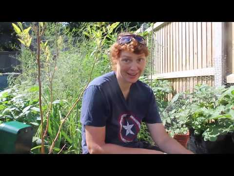 Planting out Red Veined Sorrel - Part 524 - Claire's Allotment