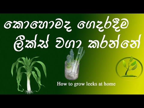 ?????? ??????? ?????? ??? ?????? | How to grow leeks at home