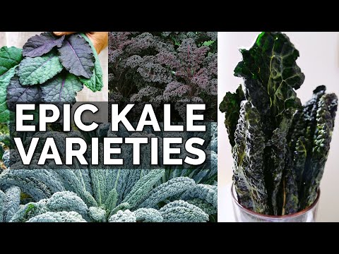 STOP Growing Boring Kale! 10 Kale Varieties to Plant NOW