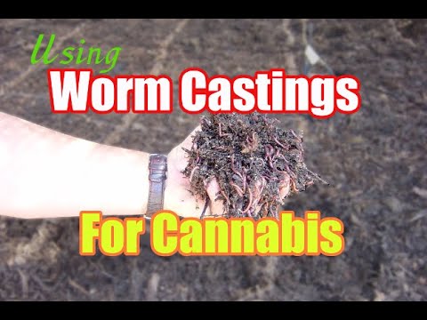 Using Worm Casting for Cannabis