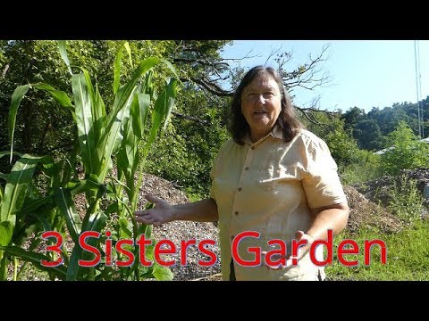 Growing: Three Sisters Garden