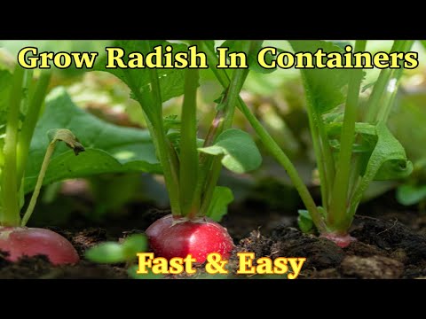 How to grow radish in containers | Grow radish from seeds | Spice Kitchen