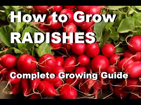How to grow radishes - Complete Growing Guide