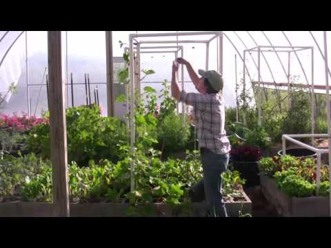 Vertical Gardening - How to Trellis Winter Squash