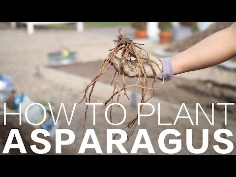 How to Plant Asparagus // Garden Answer