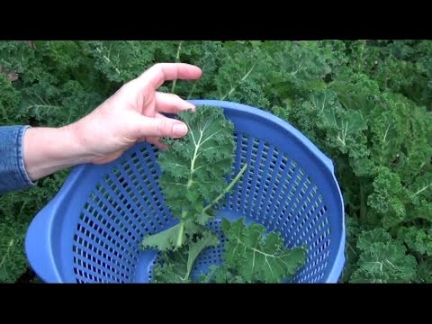 Growing Kale in Texas