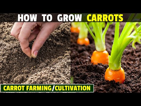 How To Grow Carrots | Carrot Farming | Carrot Cultivation