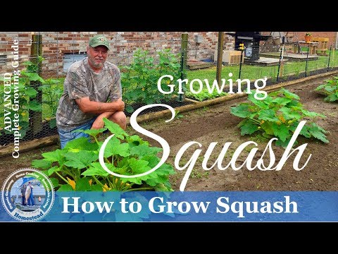 How To Grow Squash - Yellow Crookneck Squash and Zucchini Squash