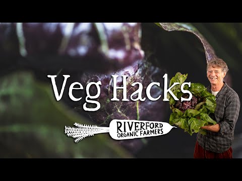 Bitter Leaves | Pain De Sucre & Radicchio | VEG HACKS