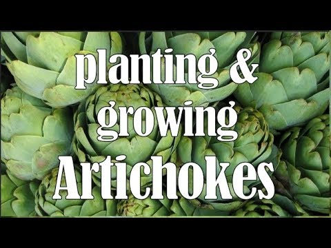 Planting and Growing Artichokes - growing requirements