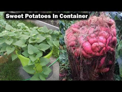 How to Grow Sweet Potatoes in Containers