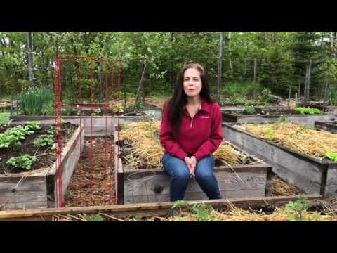 How to Stake Tomatoes with Niki Jabbour