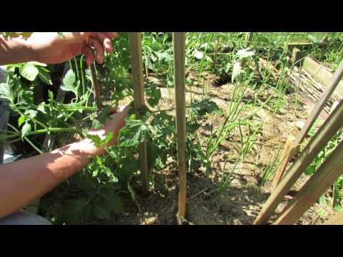 Staking Large Indeterminate Tomatoes: A 3 Stake Method - The Rusted Garden 2013