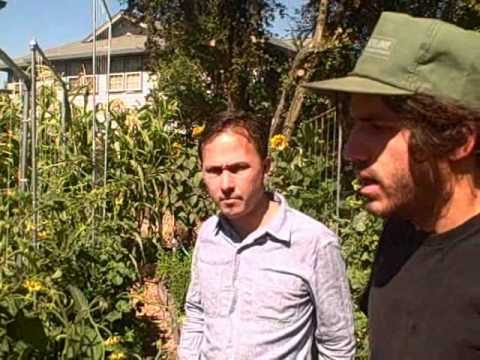 Growing Single Stem Tomatoes Vertically in a Square Foot Garden