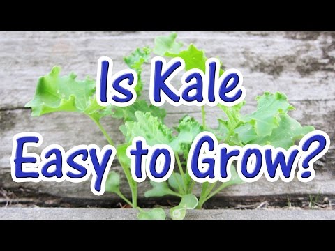 How Easy is it Growing Kale from Seed? (How to Grow Kale at Home)