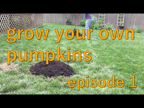 How to Start Your Own Backyard Pumpkin Patch - Summer 2017 - Episode 1