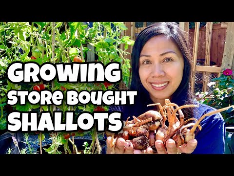 Harvesting Shallots Grown from Grocery Store Bought Shallots