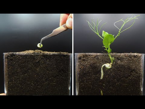 Growing Pea Time Lapse