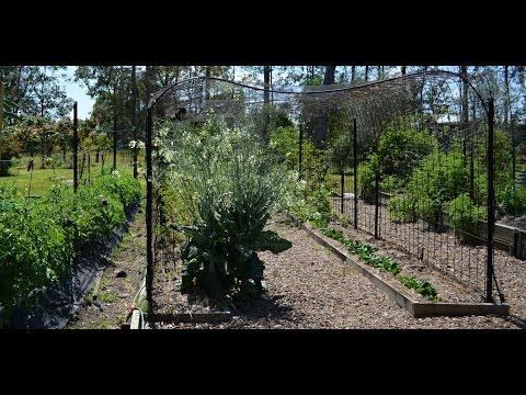 Low Cost Tunnel Trellis to Grow Climbing Vegetables & Fruits Made From Reo Mesh