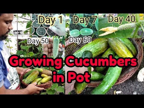 How To Grow Cucumbers In Container. Step By Step Guide, With 60 Days Updates.