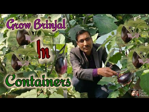 How to Grow Brinjal or Egg Plant in Containers / Growing to Harvesting