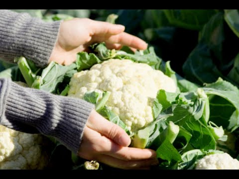 Growing Cauliflower from Sowing to Harvest- Complete Growing Guide