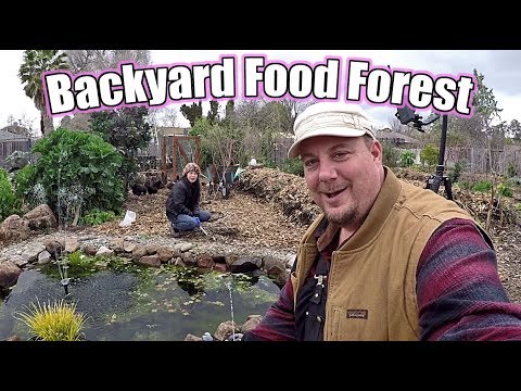 Backyard Food Forest Happenings | How To Divide & Transplant Artichoke Plants
