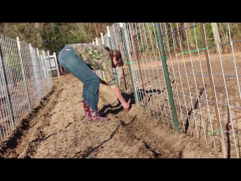 English Peas  --Part 2  ~~ Planting