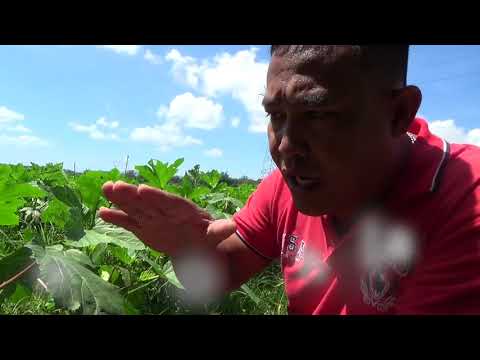 Okra Farming. The secret money maker. Explore the income from Okra farming