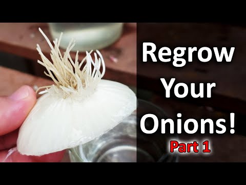 Regrow Onions From Another Onion...Need Proof? - Vlog Part 1 of 5