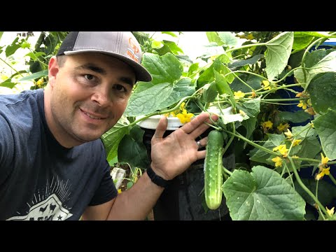 Growing Cucumbers in a 5 Gallon Bucket without Soil