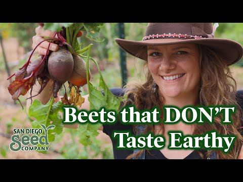 Growing BEETS | Planting & Harvesting for In Ground or Container Gardeners